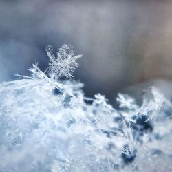 Close-up of snowflakes on ice