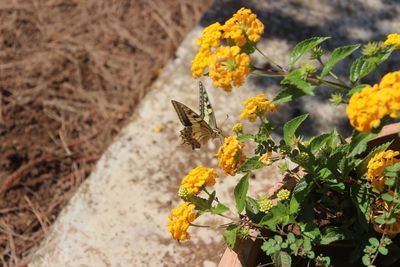 Close-up of yellow flowers