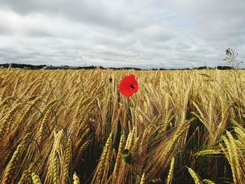 Crops growing on field against sky