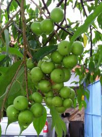 Low angle view of apples on tree