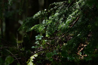 Close-up of moss growing on tree