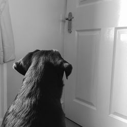 Dog looking at door