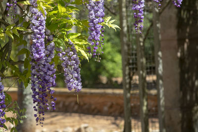 Close-up of purple lavender hanging on plant