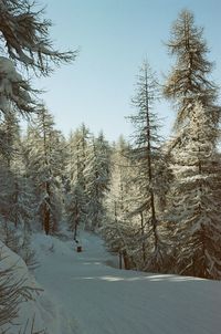 Road amidst trees against sky