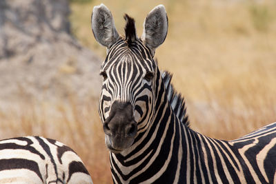 View of two zebras