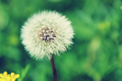 Close-up of dandelion flower