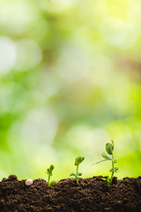 Close-up of plant growing outdoors