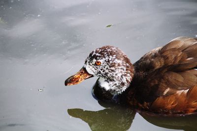 High angle view of duck swimming in lake