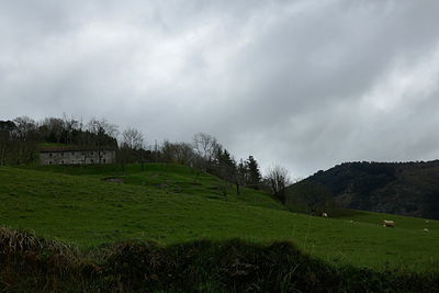 Scenic view of agricultural field against sky