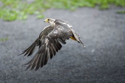 Close-up of falcon flying over field