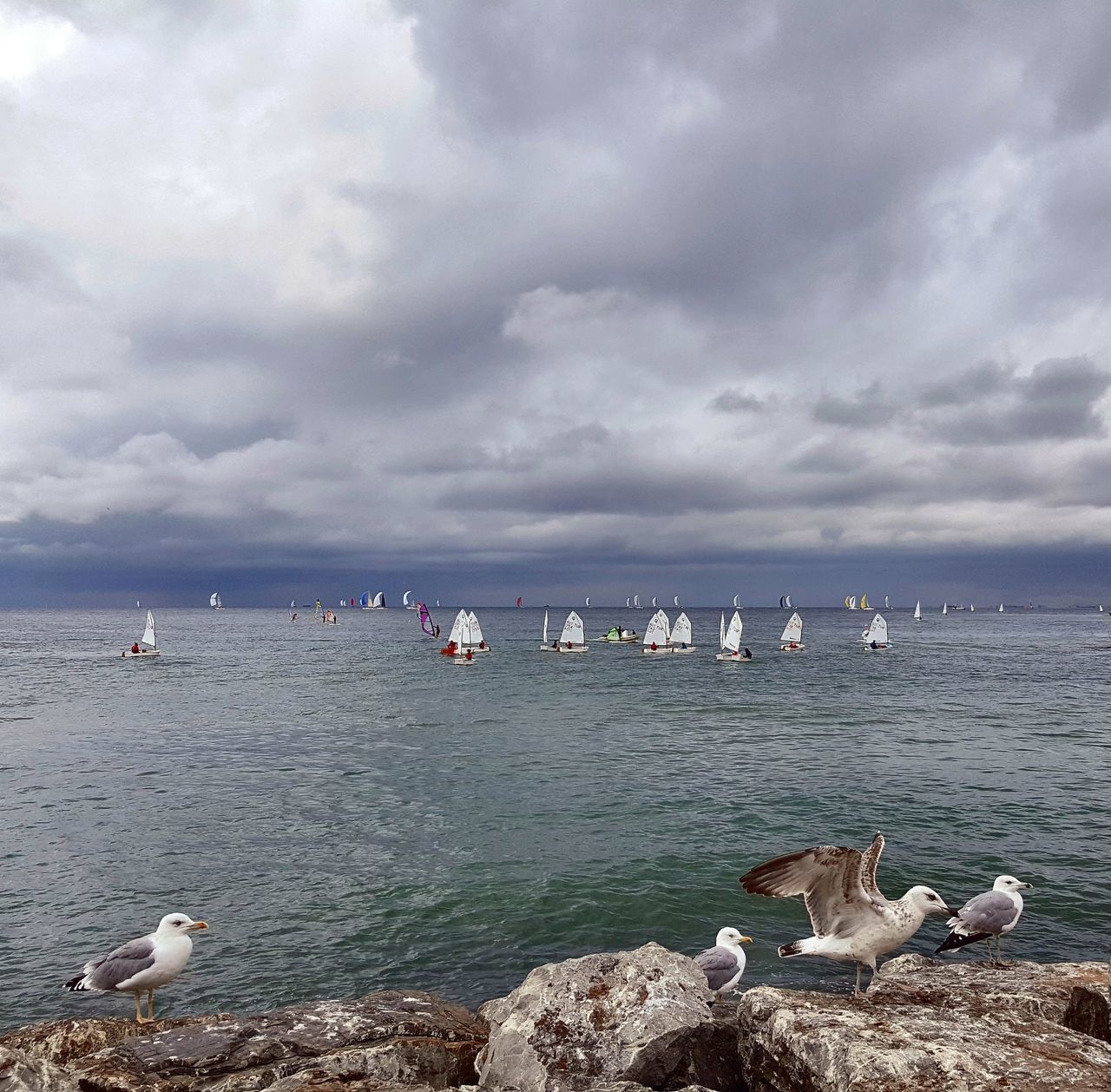 SEAGULLS ON SEA