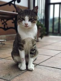 Close-up of cat sitting outdoors