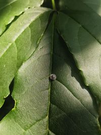 Close-up of wet leaves