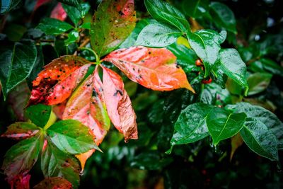 Close-up of red leaves on plant