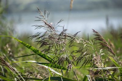 Close-up of crops growing on field against sky