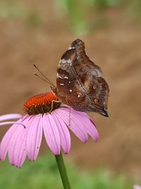 Close-up of butterfly pollinating on flower