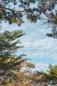 Low angle view of trees against sky