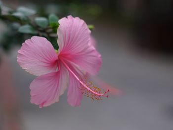 Close-up of pink hibiscus