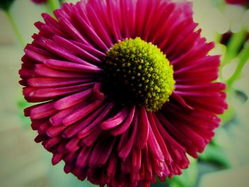 Close-up of flowers blooming outdoors