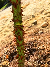 Close-up of cactus growing on field