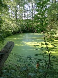 Scenic view of lake in forest