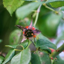 Close-up of insect on leaf