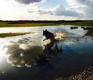 Reflection of dog in water