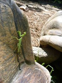 Close-up of lizard