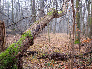 Bare trees in forest