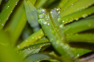 Close-up of wet leaves