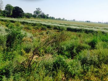 Scenic view of grassy field