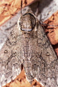 Close-up of lizard on rock