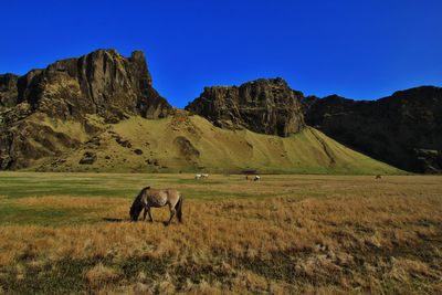 Horses in a field against mountains and blue sky
