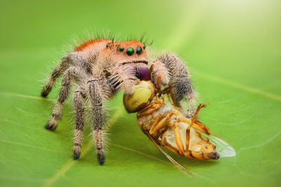 Close-up of spider