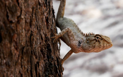 Close-up of squirrel on tree trunk