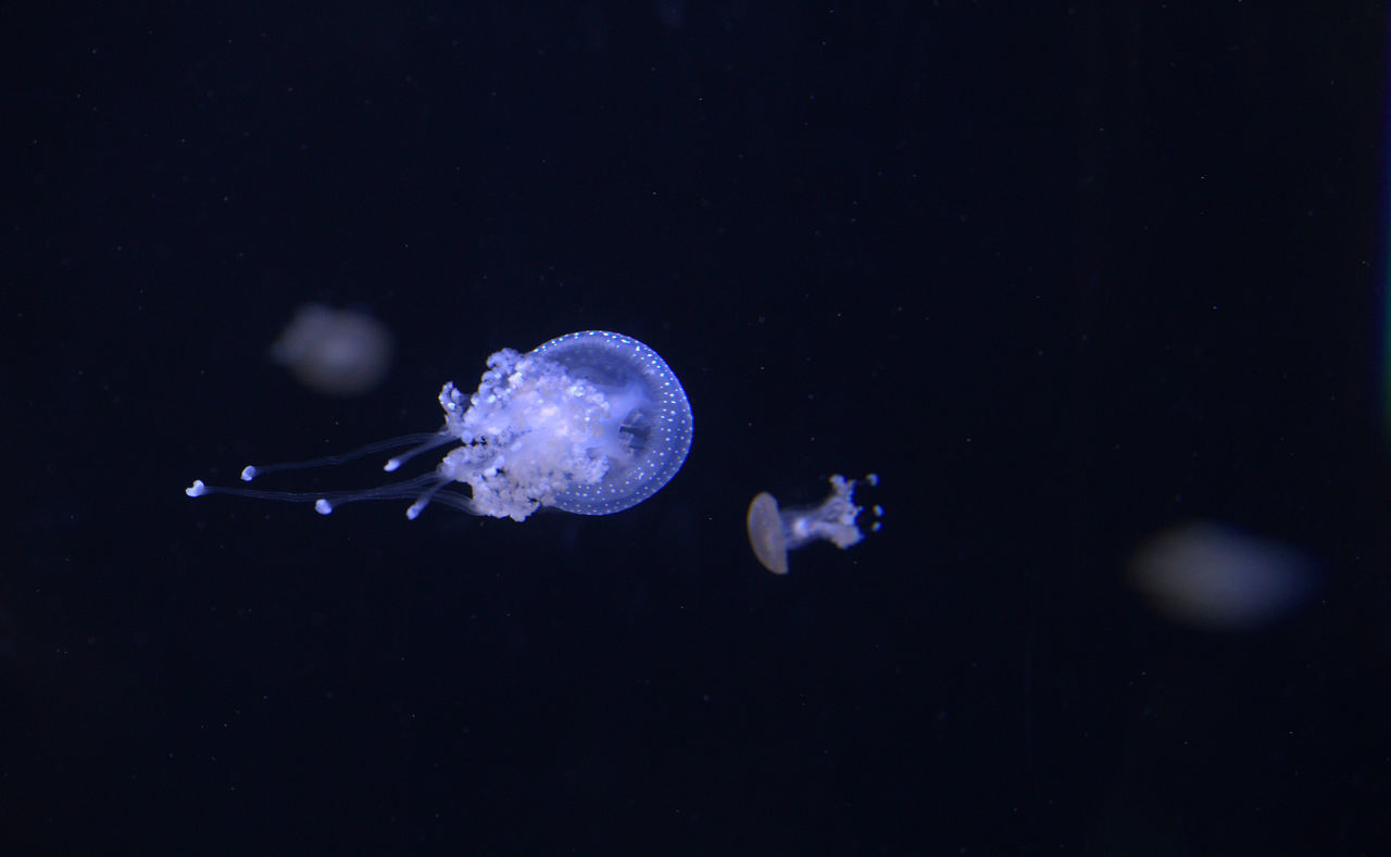 jellyfish, black background, no people, water, space, close-up, beauty in nature, nature, night, astronomy, star - space, galaxy