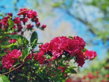 Close-up of red flowering plants