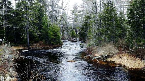 River flowing through forest