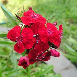 Close-up of red flower