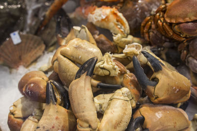 High angle view of shells for sale