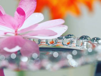 Close-up of water drops on pink flowering plant