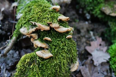 Close-up of mushroom growing outdoors