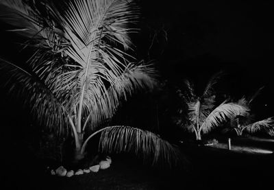 Close-up of palm tree against sky at night