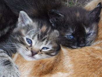 Close-up portrait of kitten lying down