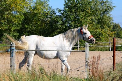 Horse grazing in field