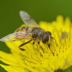 Close-up of insect on yellow flower