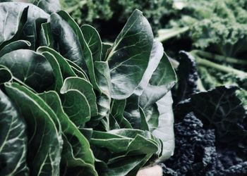 Close-up of fresh green plant