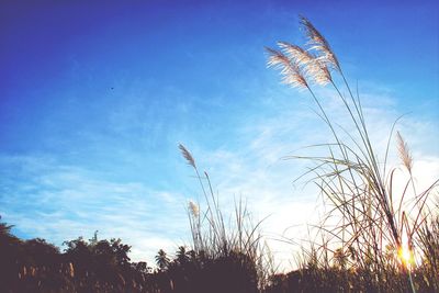 Low angle view of plants against sky at sunset