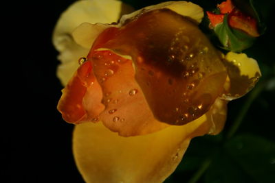 Close-up of yellow flower