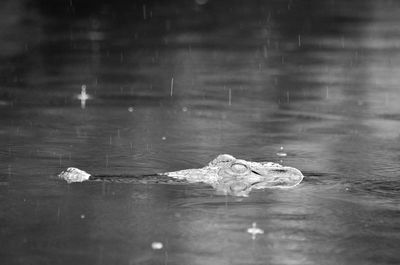 Close-up of turtle swimming in water